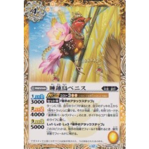 画像: 【C】BSC47 睡蓮鳥ベニス